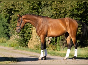 Westphalian, Gelding, 5 years, 17 hh