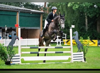 Westphalian, Gelding, 5 years, 17 hh, Grey-Dark-Tan