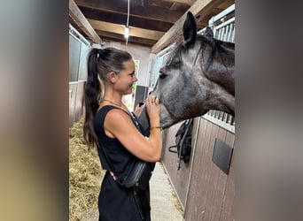 Westphalian, Gelding, 5 years, 17 hh, Grey-Dark-Tan