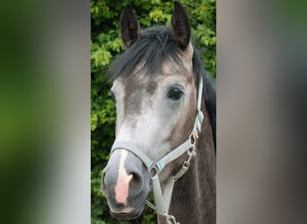 Westphalian, Gelding, 5 years, 17 hh, Grey