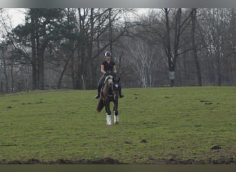 Westphalian, Gelding, 5 years, 17 hh, Smoky-Black