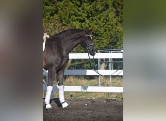 Westphalian, Gelding, 5 years, 17,1 hh, Chestnut