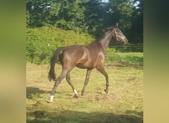 Westphalian, Gelding, 5 years, 17,1 hh, Smoky-Black