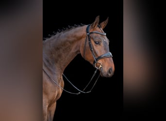 Westphalian, Gelding, 5 years, 17,2 hh, Smoky-Black