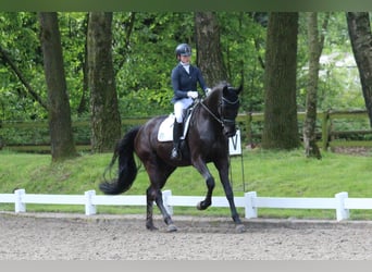 Westphalian, Gelding, 5 years, 18 hh, Black