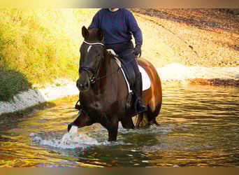 Westphalian, Gelding, 5 years, 18 hh, Chestnut