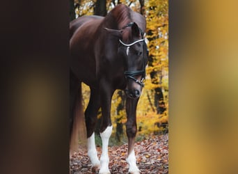 Westphalian, Gelding, 5 years, 18 hh, Chestnut