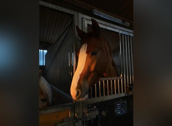 Westphalian, Gelding, 5 years, 18 hh, Chestnut-Red
