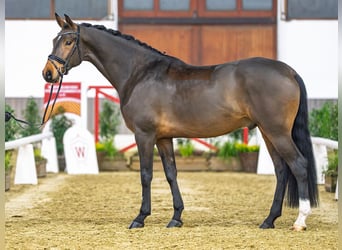 Westphalian, Gelding, 5 years, Brown