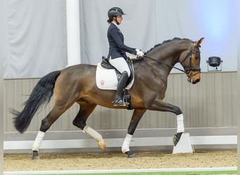 Westphalian, Gelding, 5 years, Brown