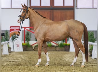 Westphalian, Gelding, 5 years, Chestnut-Red