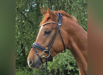 Westphalian, Gelding, 5 years, Chestnut-Red