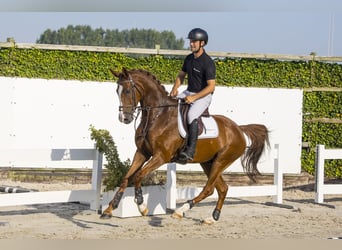 Westphalian, Gelding, 5 years, Chestnut-Red