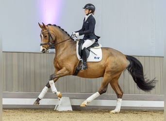 Westphalian, Gelding, 5 years