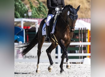 Westphalian, Gelding, 6 years, 14.1 hh, Bay-Dark