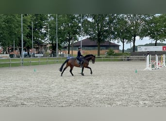 Westfale, Wallach, 6 Jahre, 16,1 hh, Dunkelbrauner