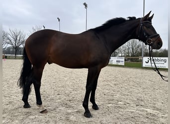 Westfale, Wallach, 6 Jahre, 16,1 hh, Dunkelbrauner