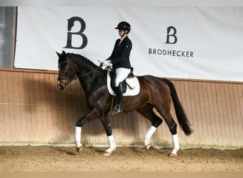 Westphalian, Gelding, 6 years, 16.1 hh, Bay-Dark