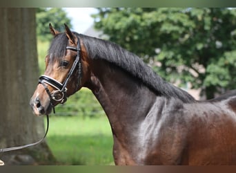 Westphalian, Gelding, 6 years, 16.1 hh, Black
