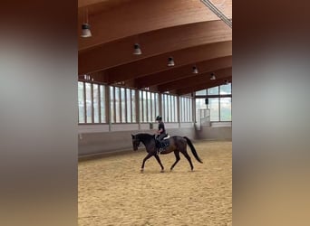 Westphalian, Gelding, 6 years, 16.1 hh, Brown