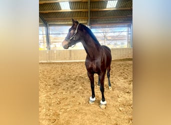 Westphalian, Gelding, 6 years, 16.1 hh, Brown