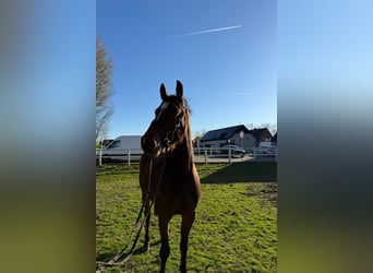 Westphalian, Gelding, 6 years, 16.1 hh, Brown