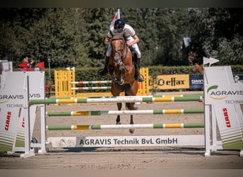 Westphalian, Gelding, 6 years, 16.1 hh, Brown