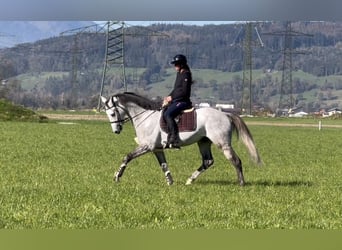 Westfale, Wallach, 6 Jahre, 16,1 hh, Schimmel