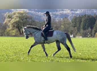 Westfale, Wallach, 6 Jahre, 16,1 hh, Schimmel