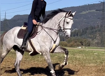 Westfale, Wallach, 6 Jahre, 16,1 hh, Schimmel