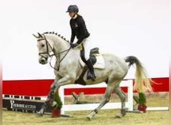 Westphalian, Gelding, 6 years, 16,1 hh, Gray