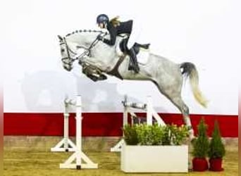 Westphalian, Gelding, 6 years, 16,1 hh, Gray