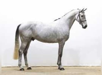 Westphalian, Gelding, 6 years, 16,1 hh, Gray