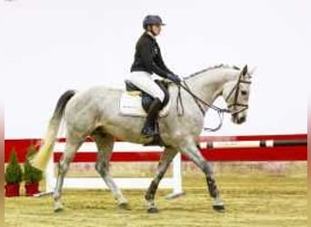 Westphalian, Gelding, 6 years, 16,1 hh, Gray