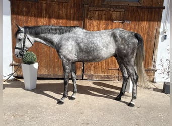 Westphalian, Gelding, 6 years, 16.1 hh, Grey-Dark-Tan