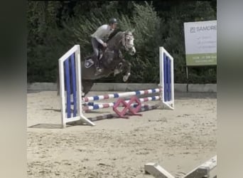 Westphalian, Gelding, 6 years, 16.1 hh, Grey