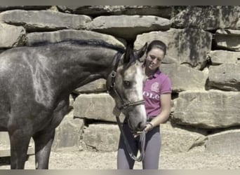 Westphalian, Gelding, 6 years, 16.1 hh, Grey