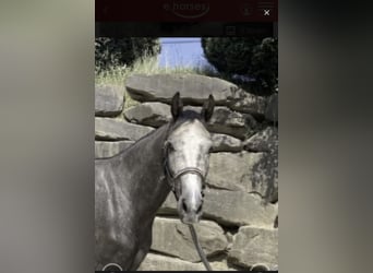Westphalian, Gelding, 6 years, 16.1 hh, Grey