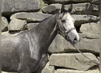 Westphalian, Gelding, 6 years, 16.1 hh