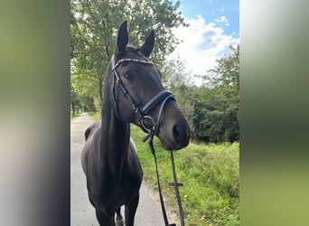 Westphalian, Gelding, 6 years, 16.1 hh, Smoky-Black