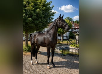 Westphalian, Gelding, 6 years, 16.2 hh, Bay-Dark