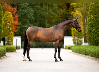 Westphalian, Gelding, 6 years, 16.2 hh, Bay