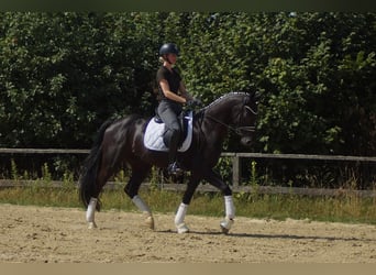 Westphalian, Gelding, 6 years, 16.2 hh, Black