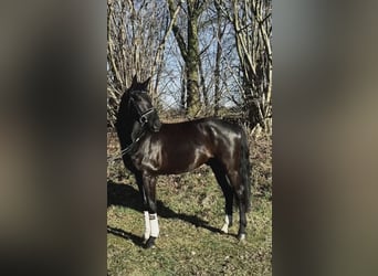 Westphalian, Gelding, 6 years, 16.2 hh, Black