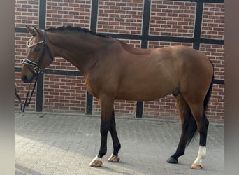 Westphalian, Gelding, 6 years, 16.2 hh, Brown