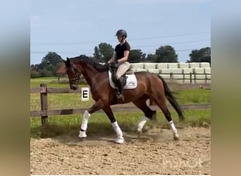 Westphalian, Gelding, 6 years, 16,2 hh, Brown