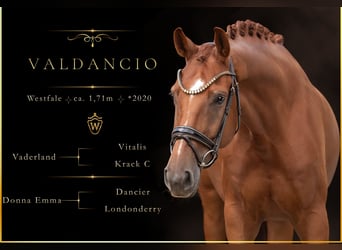 Westphalian, Gelding, 6 years, 16.2 hh, Chestnut