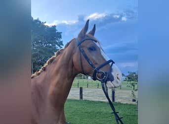 Westphalian, Gelding, 6 years, 16.2 hh, Chestnut-Red