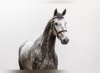 Westphalian, Gelding, 6 years, 16,2 hh, Gray