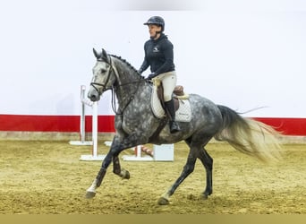 Westphalian, Gelding, 6 years, 16,2 hh, Gray